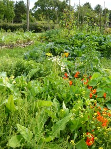 Perennial vegetables.