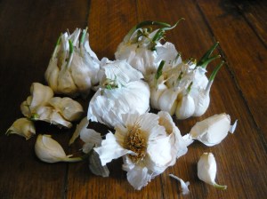 Garlic sprouts