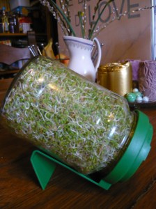 sprout jar