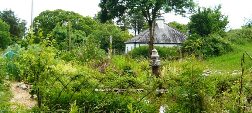 A living willow&nbsp;fence.