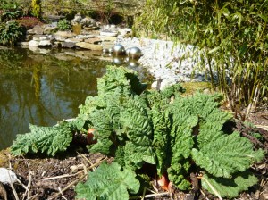 rhubarb and pond