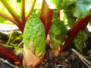 rhubarb bud