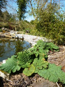 pond rhubarb