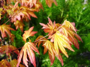 Japanese maple