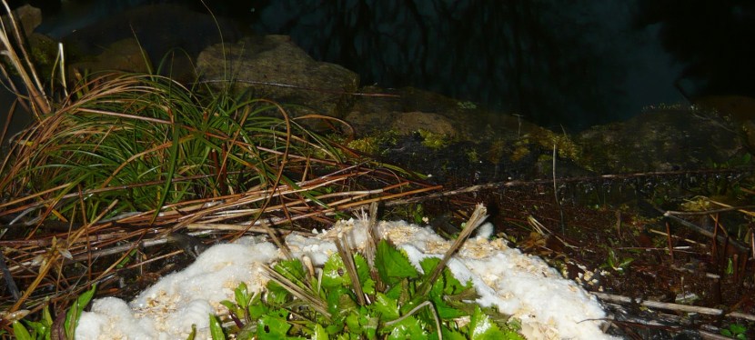 As plants and slugs&nbsp;emerge.