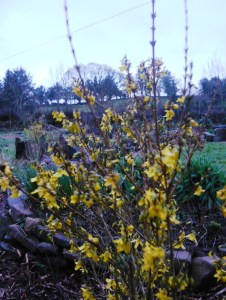 Forsythia