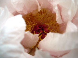 peony detail