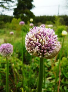 allium