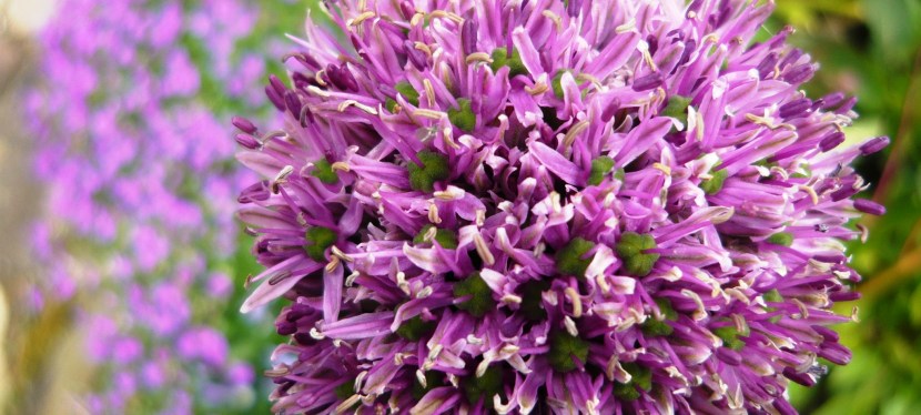 May in the&nbsp;garden.