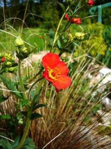 geum