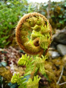 fern frond