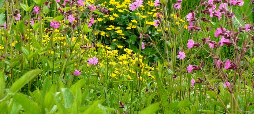Creating a wildlife&nbsp;haven.