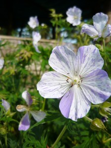 circle june splish splash