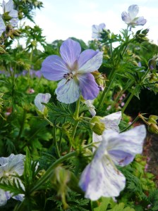 circle june splish splash 2