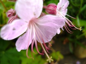 geranium