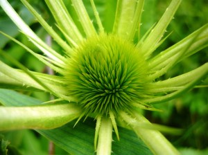 teasel