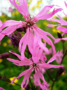 ragged robin