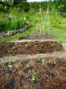 kitchen garden veg 008
