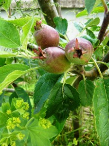 kitchen garden veg 042