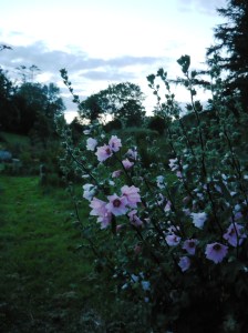 garden july mallow