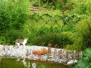 fence and cat