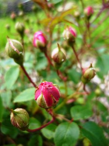 rose buds