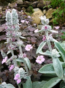 Lambs ear and geranium
