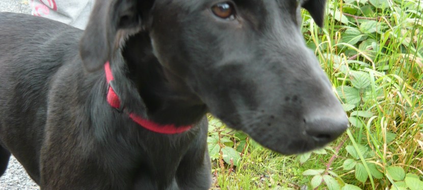 Every dog has its day.