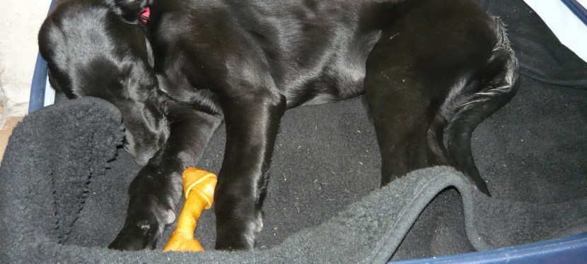 Recycled pet bed from an old suitcase.