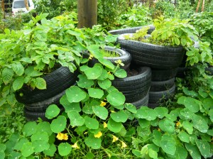 harvest potato stacks