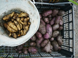 harvest potatoes