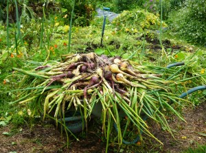 harvest onions