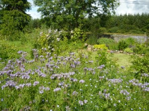 flax and phacelia