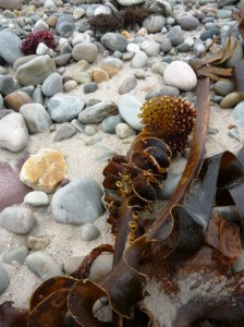 Achill island kelp