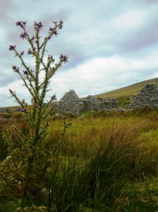 Achill island thistle