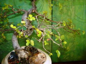 bonsai and pollination 015