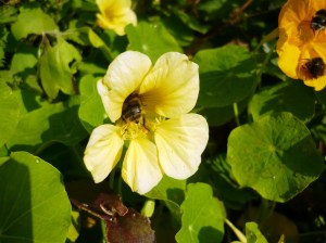 september garden 004