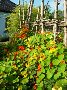 september garden 012