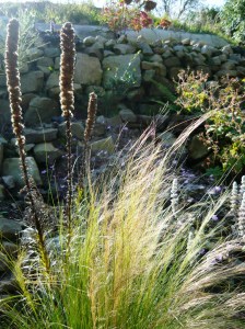 september garden pony tail grass