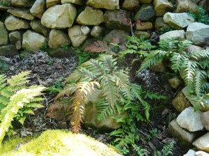 september garden ferns