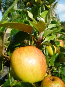 september apples