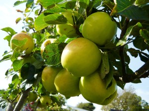 wildlife september apples