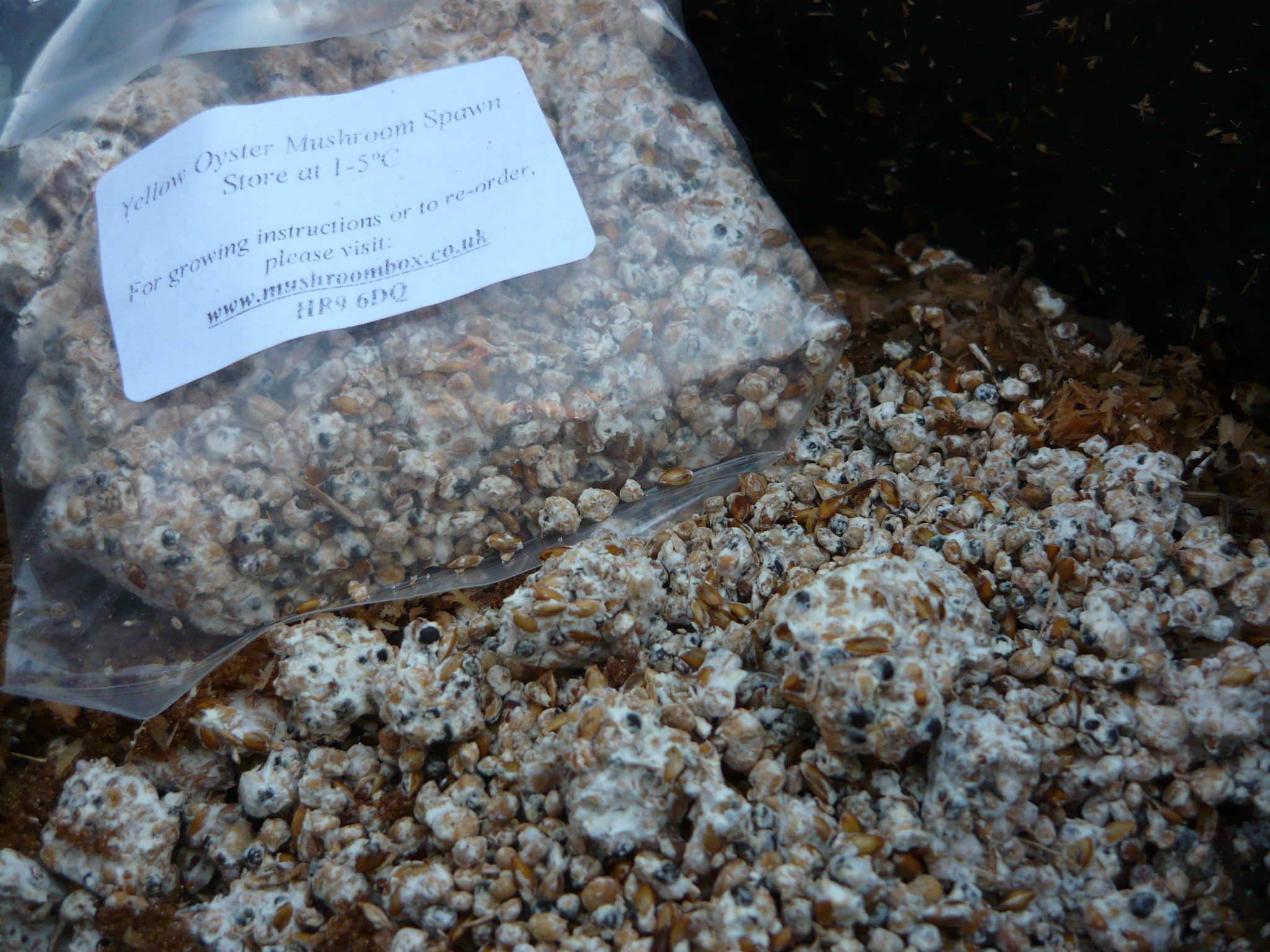 mushroom conservatory 007