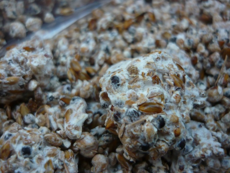 mushroom conservatory 008