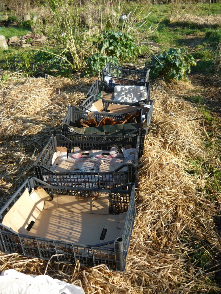 mushroom conservatory 024