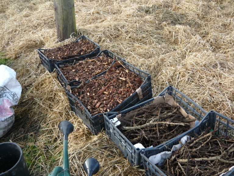 mushroom conservatory 043