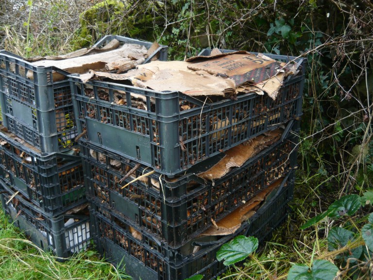 mushroom conservatory 058