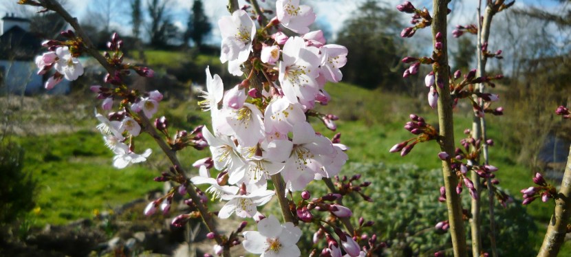 March in the&nbsp;garden.