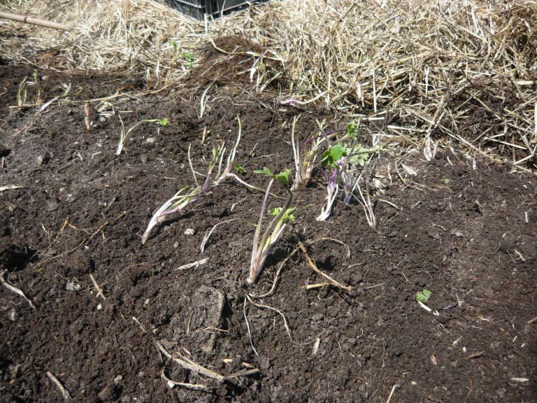 the three sisters 016