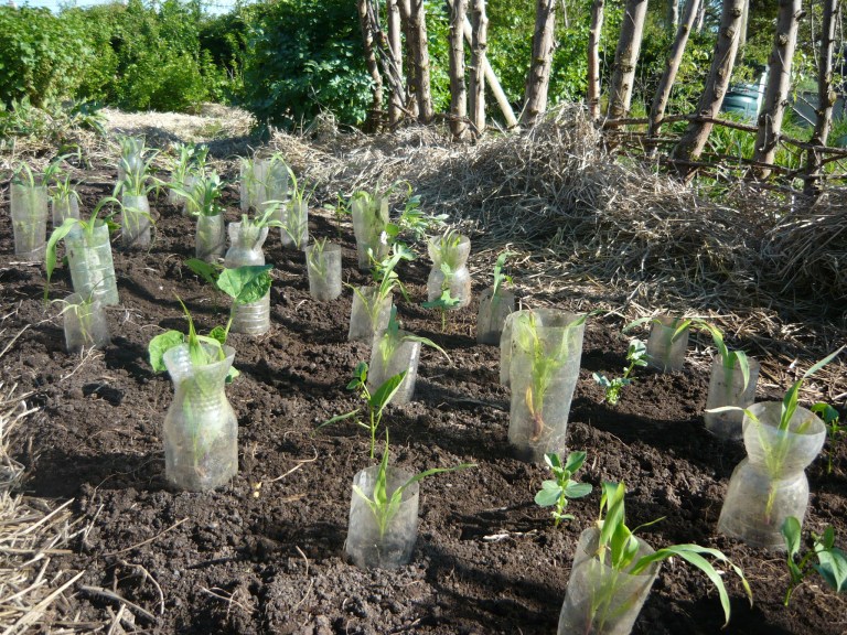 the three sisters 019